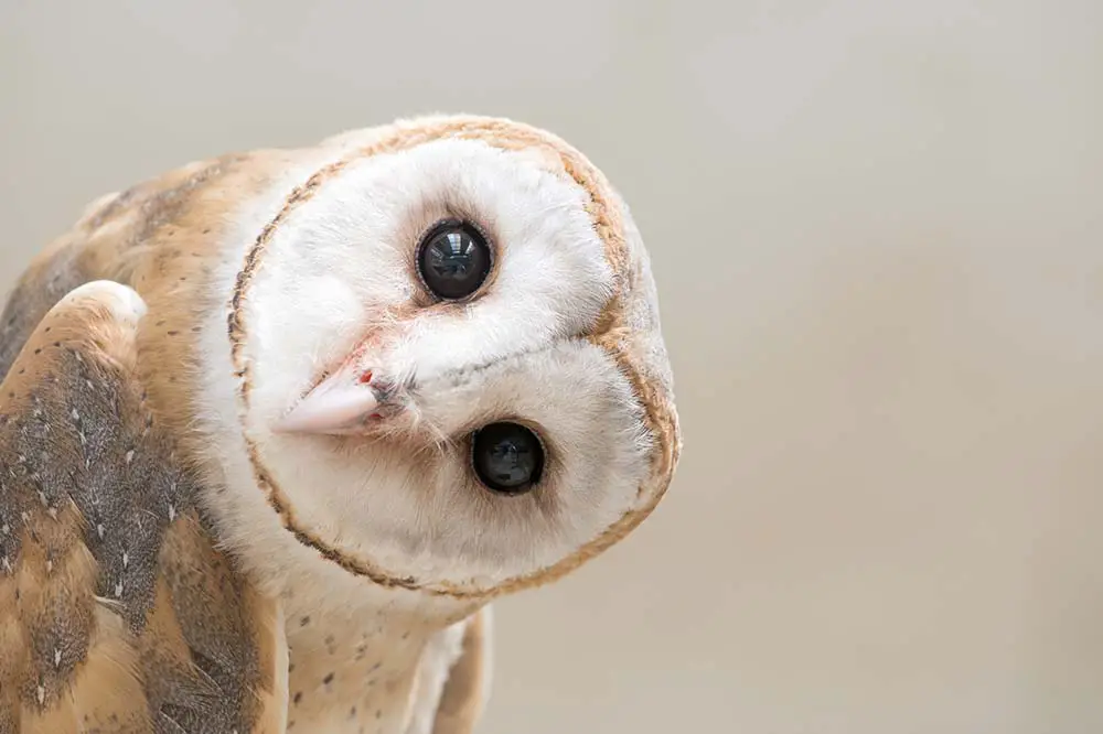 Common barn owl