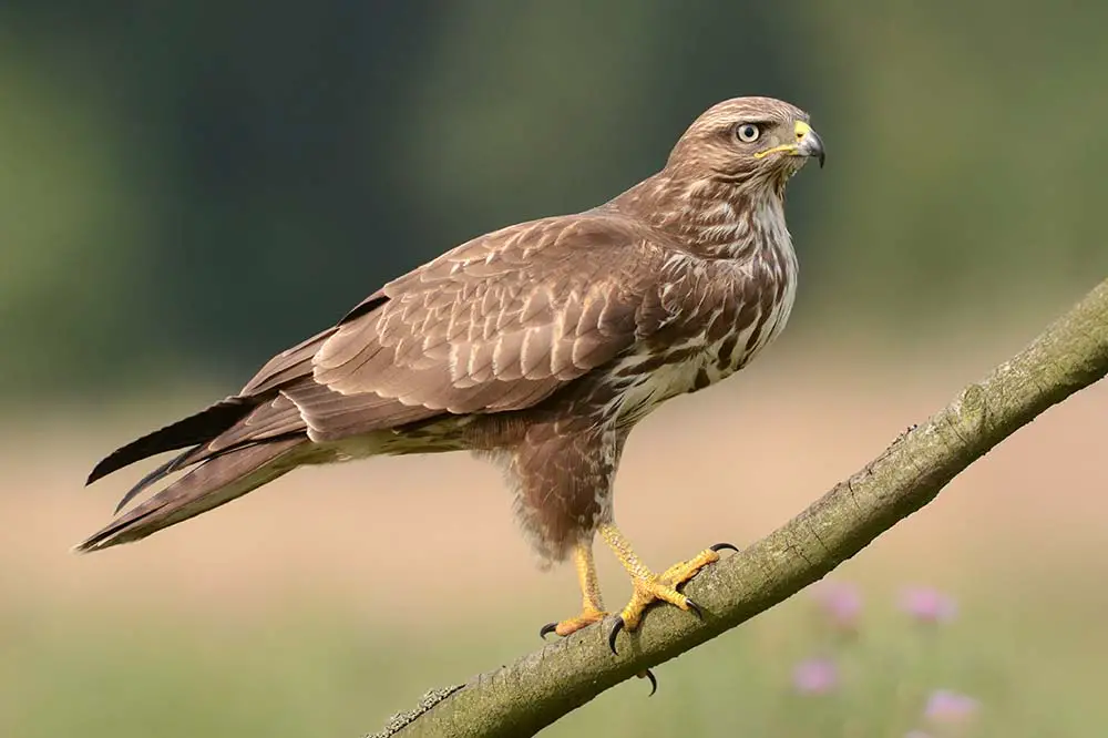 Common buzzard (Buteo buteo)