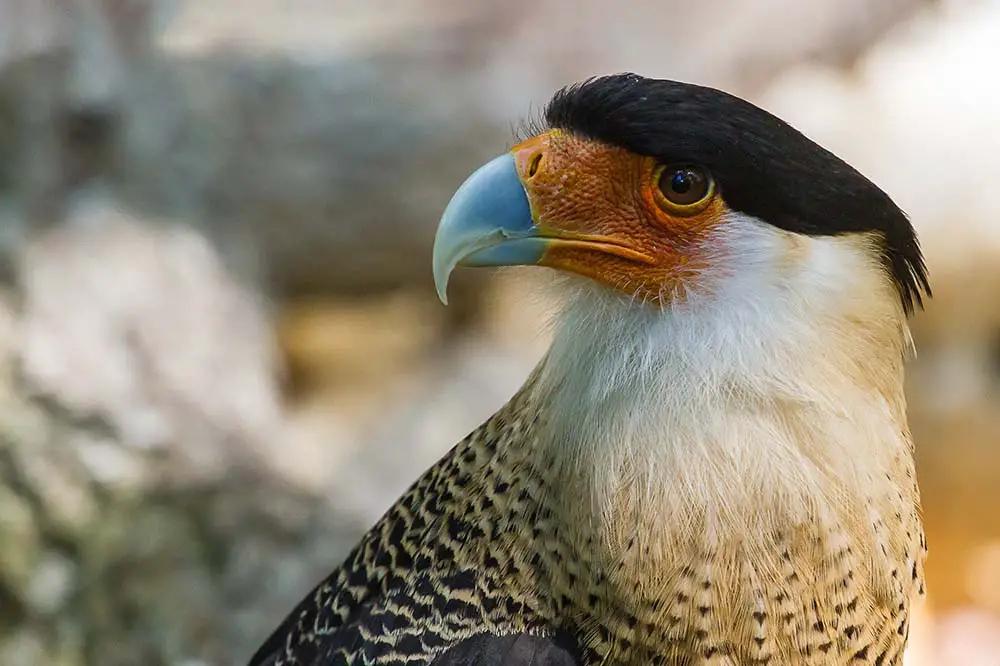 Crested caracara