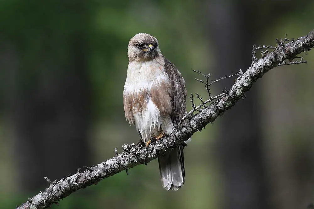 Eastern buzzard also known as the Japanese buzzard