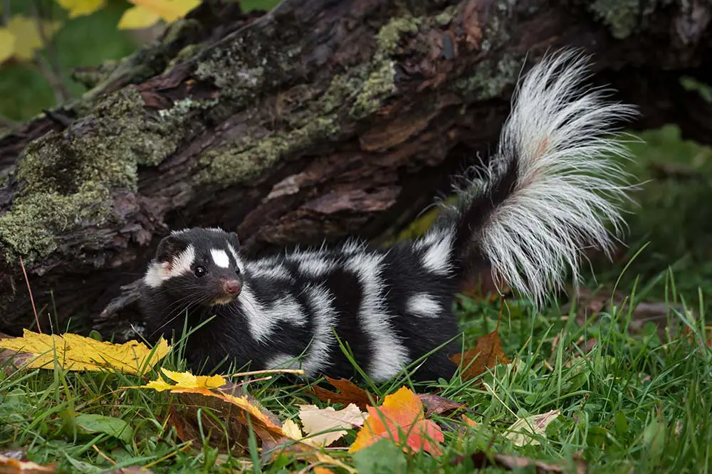 Eastern spotted skunk