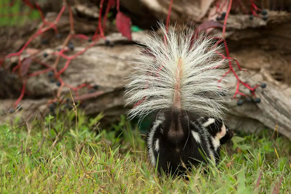 Eastern spotted skunk in defensive posture