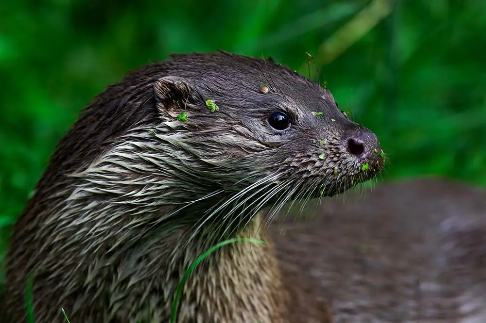 Eurasian otter portrait