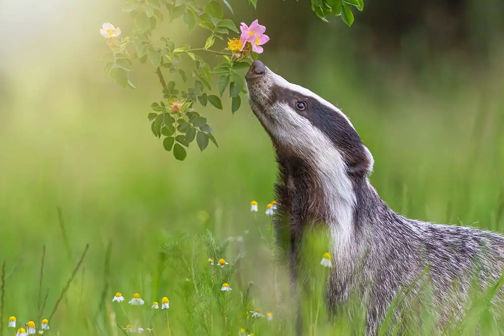European badger sniffing flowers!