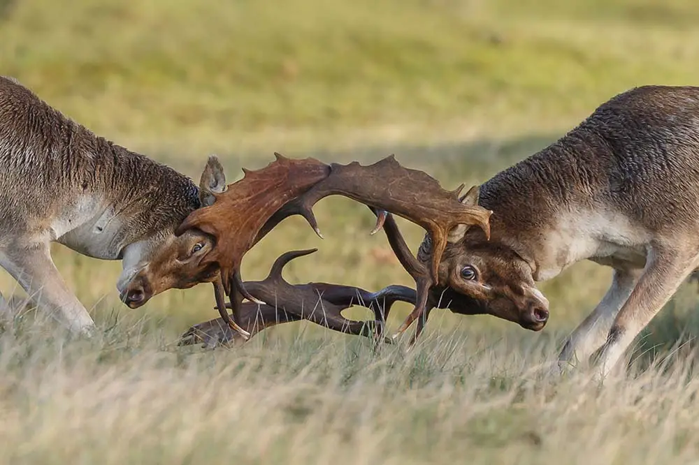 Two male fallow deer during the rut