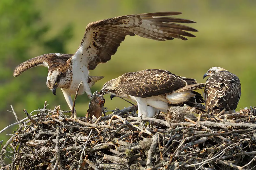 Female osprey bringing fish for her young