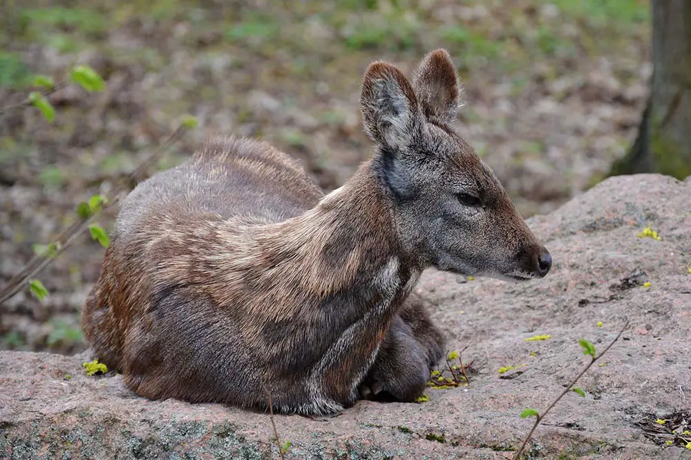 Female Siberian musk deer