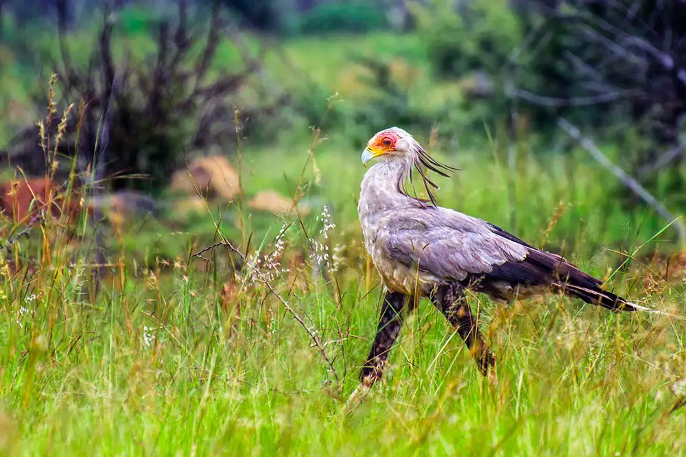 Portrait of a secretary bird in South Africa