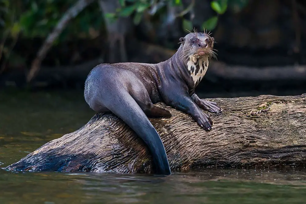 Giant otter standing on log in the Peruvian Amazon
