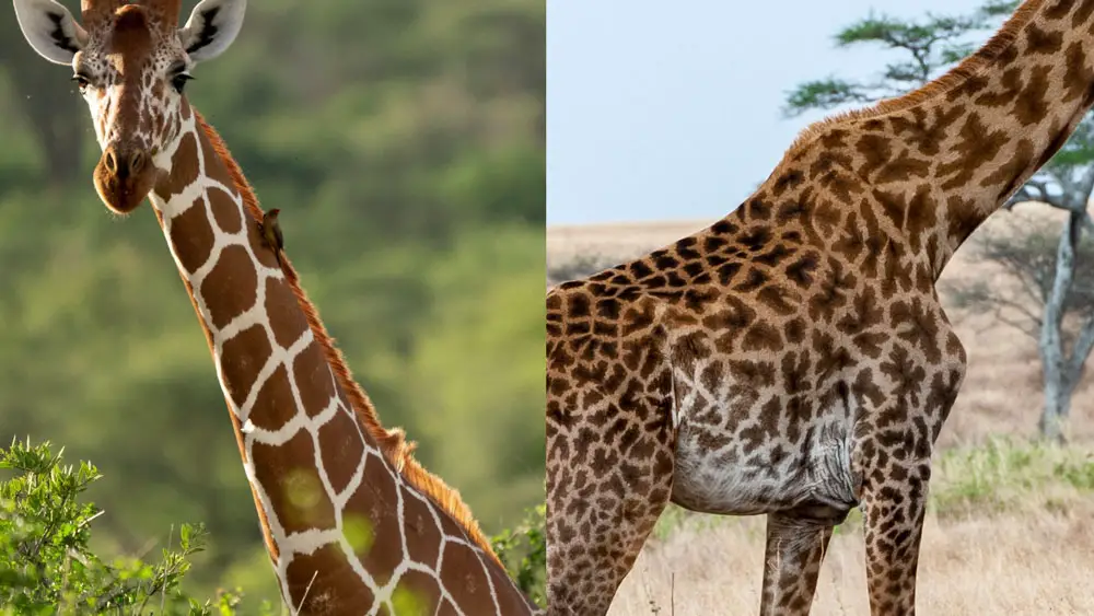 Giraffe pattern comparison