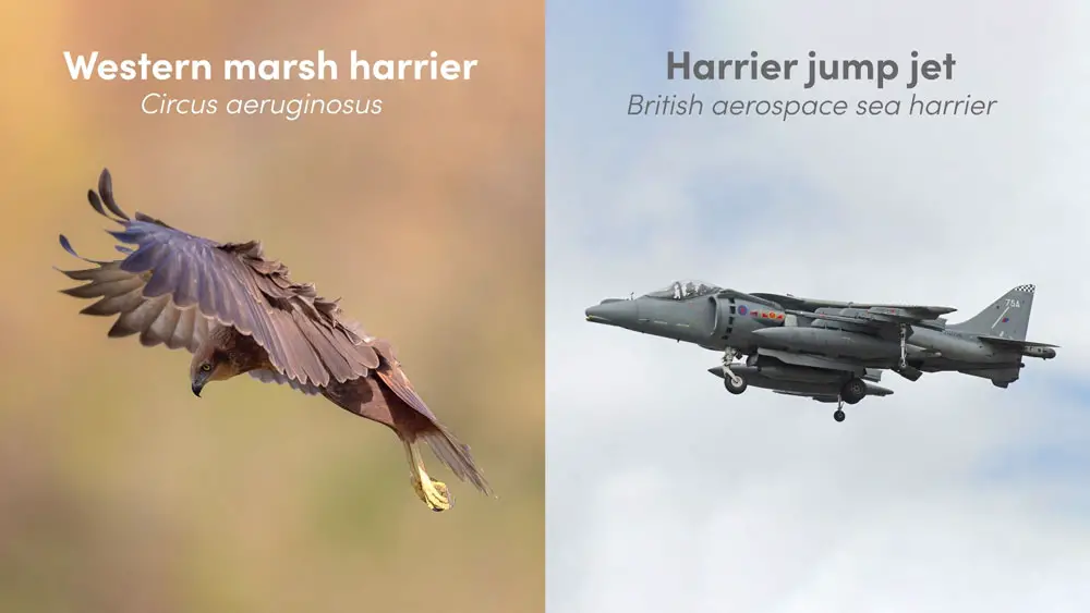 Harrier vs harrier!