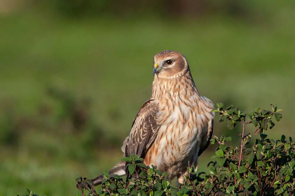 Female hen harrier