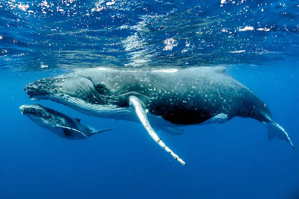 Humpback Whales