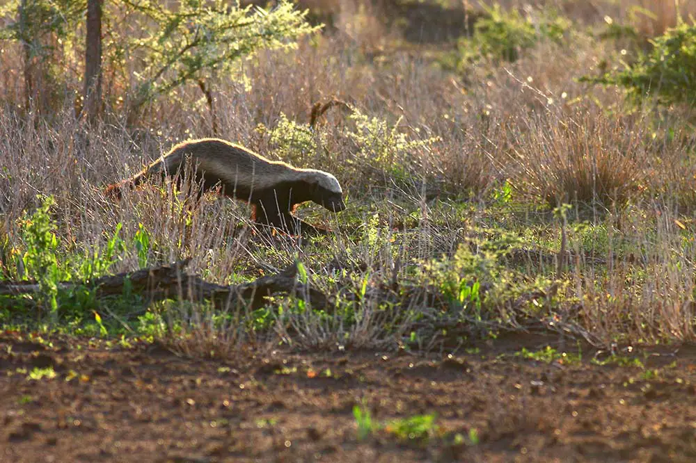 Honey badger hunting in Krüger National Park, South Africa