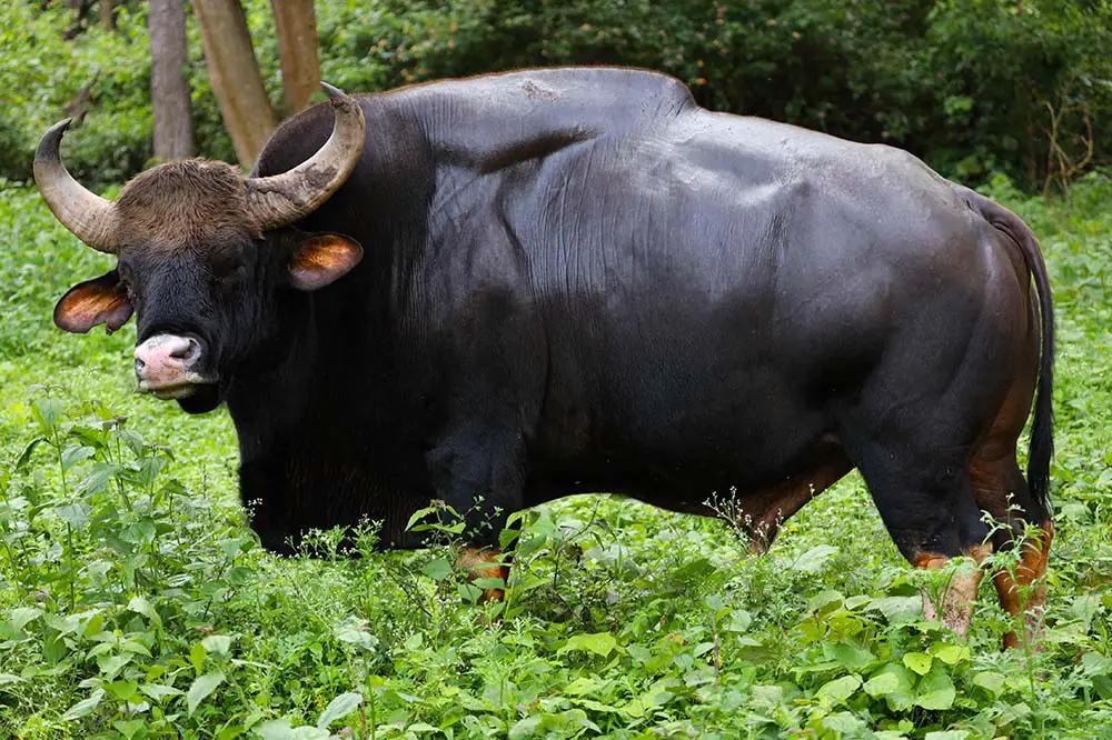 Indian Gaur in Bandipur National Park