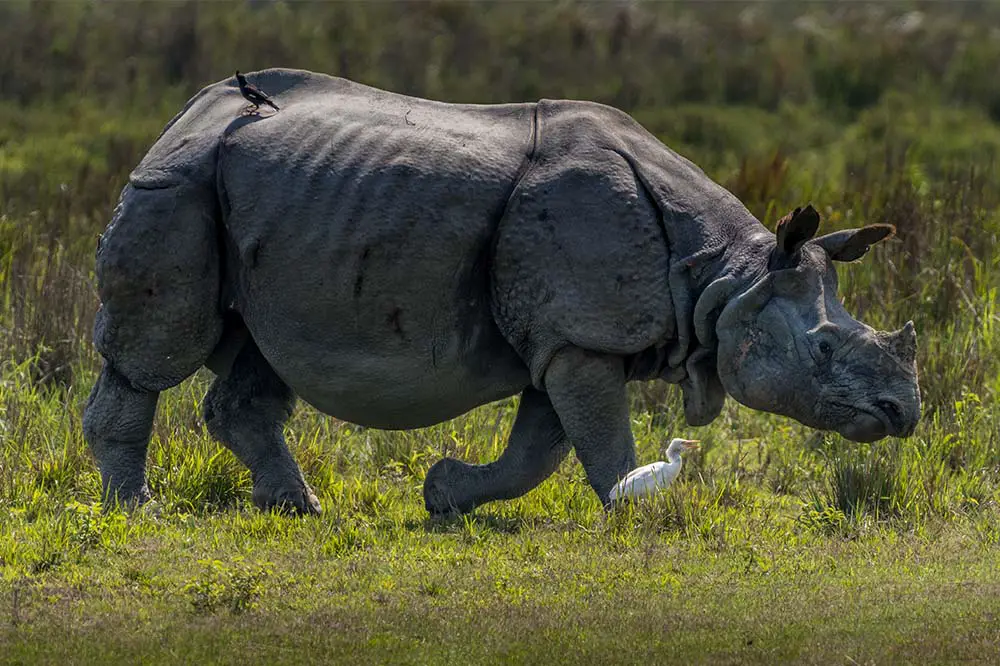 Indian Rhinoceros Kaziranga National Park in India