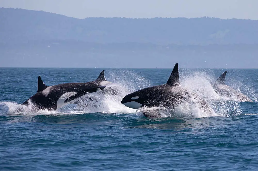 Pod of Killer Whales