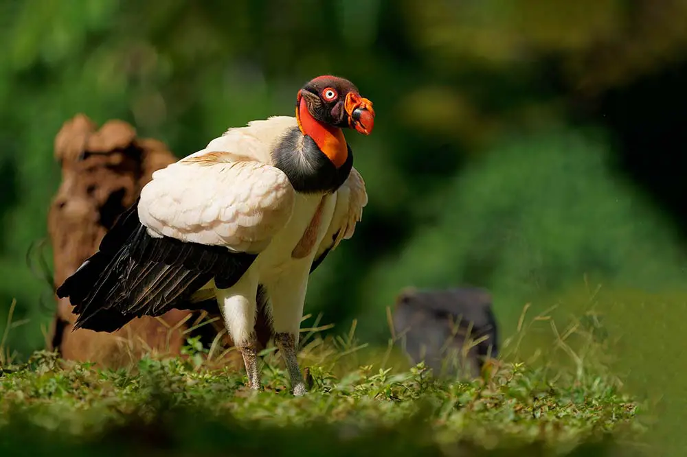 King vulture