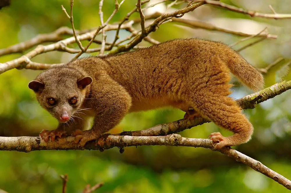 Kinkajou in Costa Rica