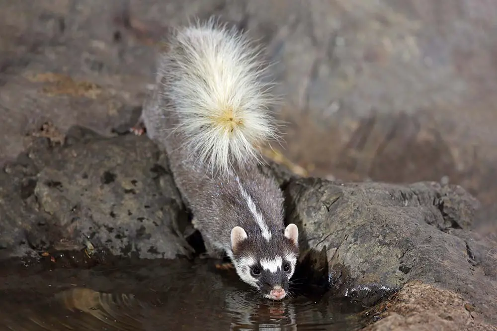 Ferret badger