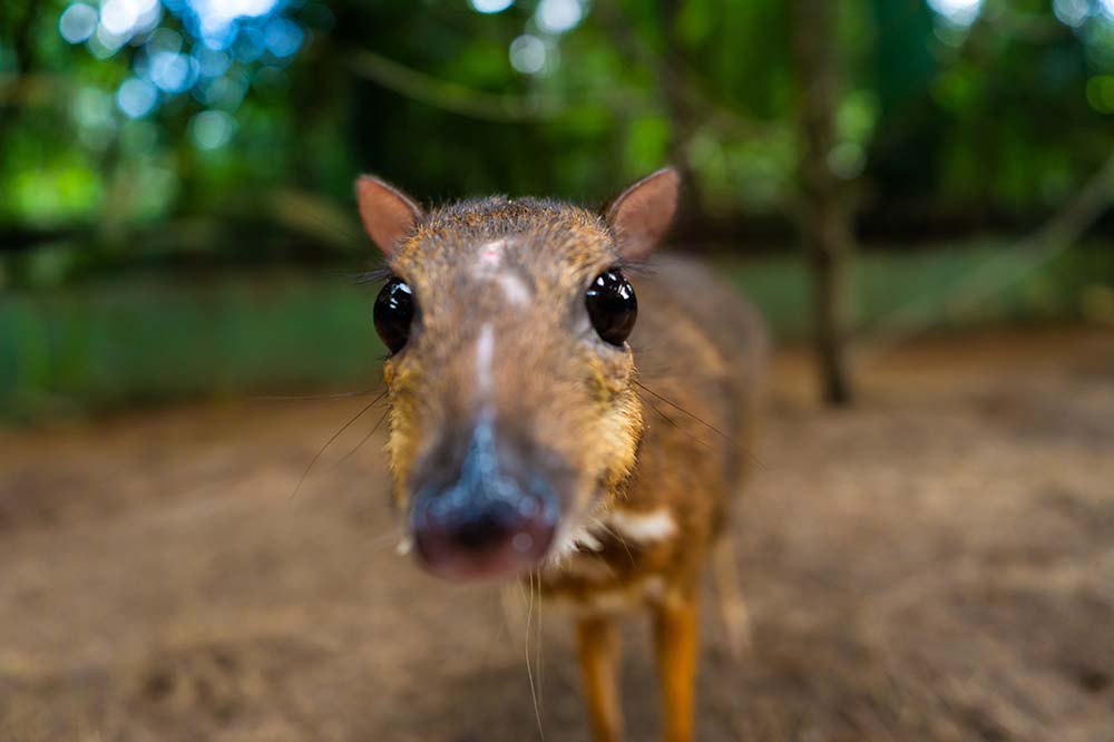 Lesser mouse deer