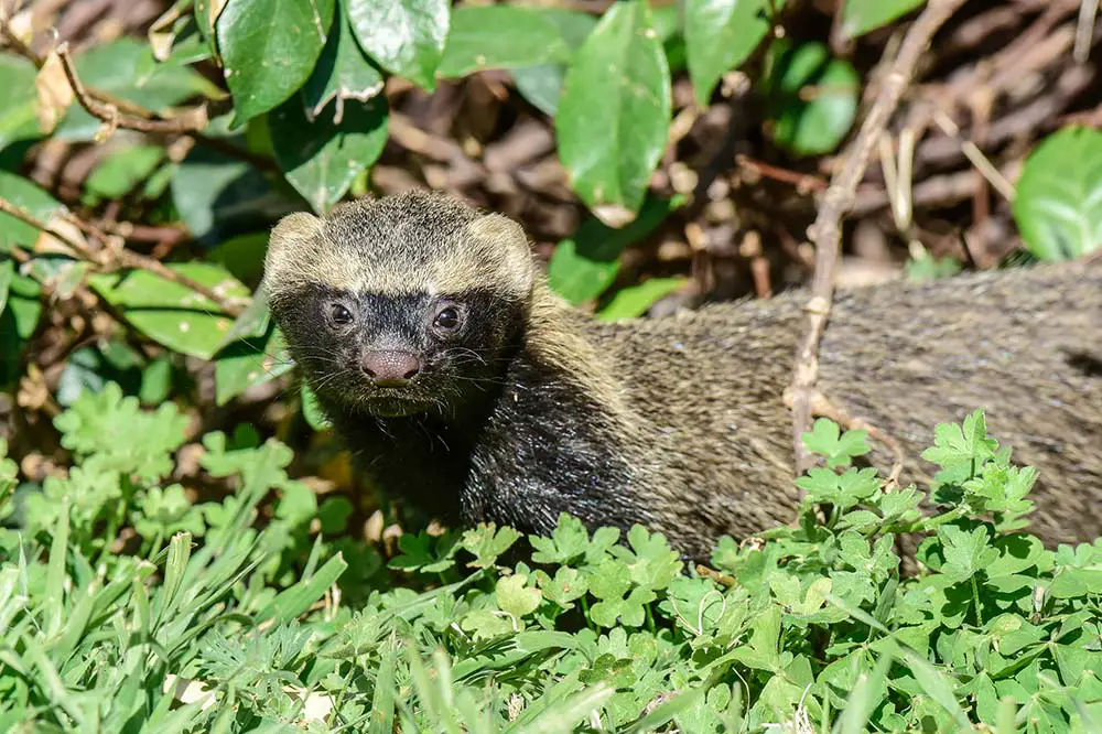 Lesser grison in the Pampas, Argentina