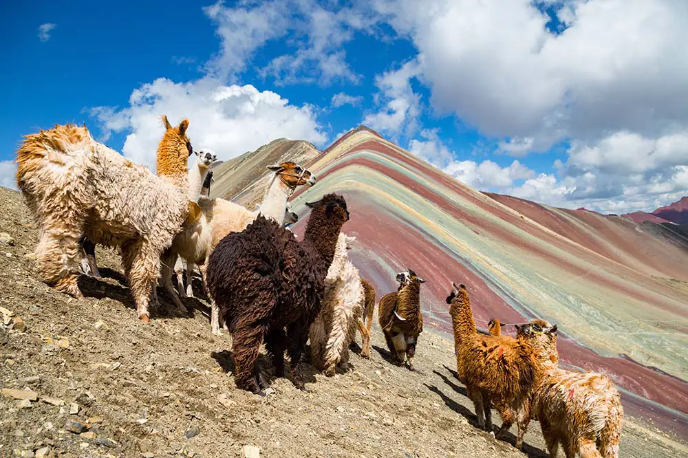 Llamas at Vinicunca Mountain in Peru