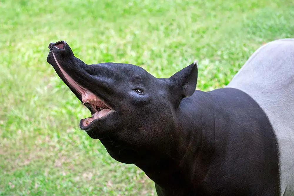 Malayan tapir