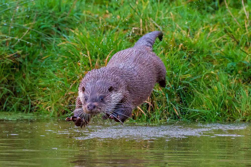 Male Eurasian Otter