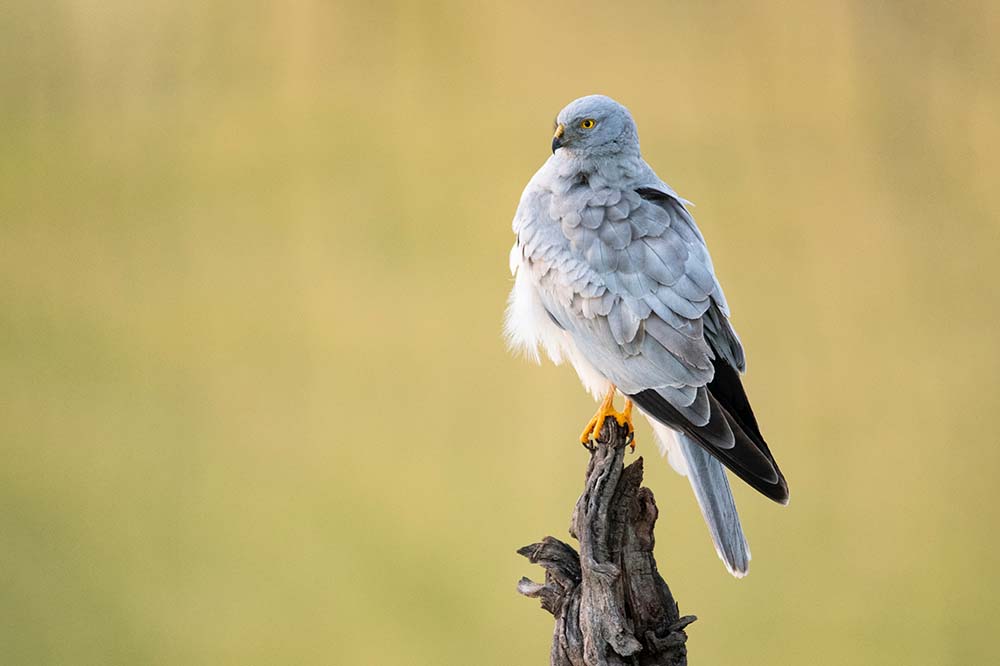 Male hen harrier