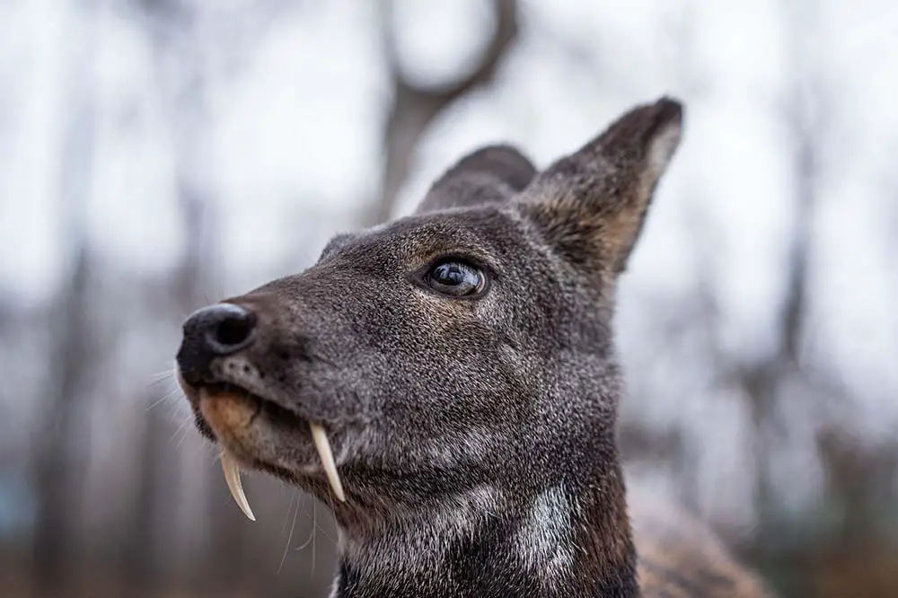 Male Siberian musk deer