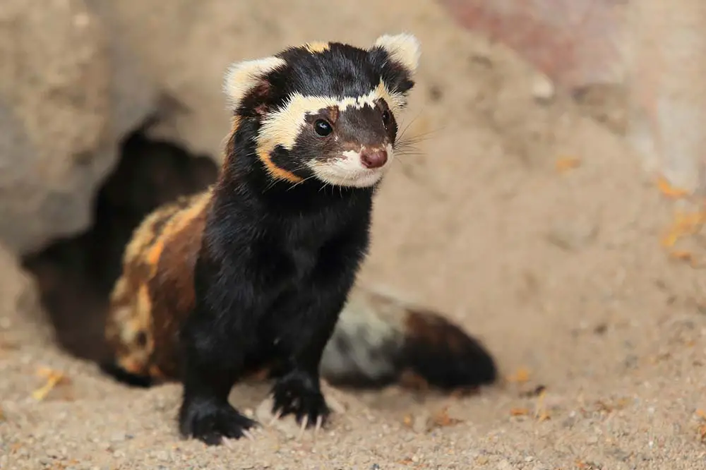 Marbled polecat