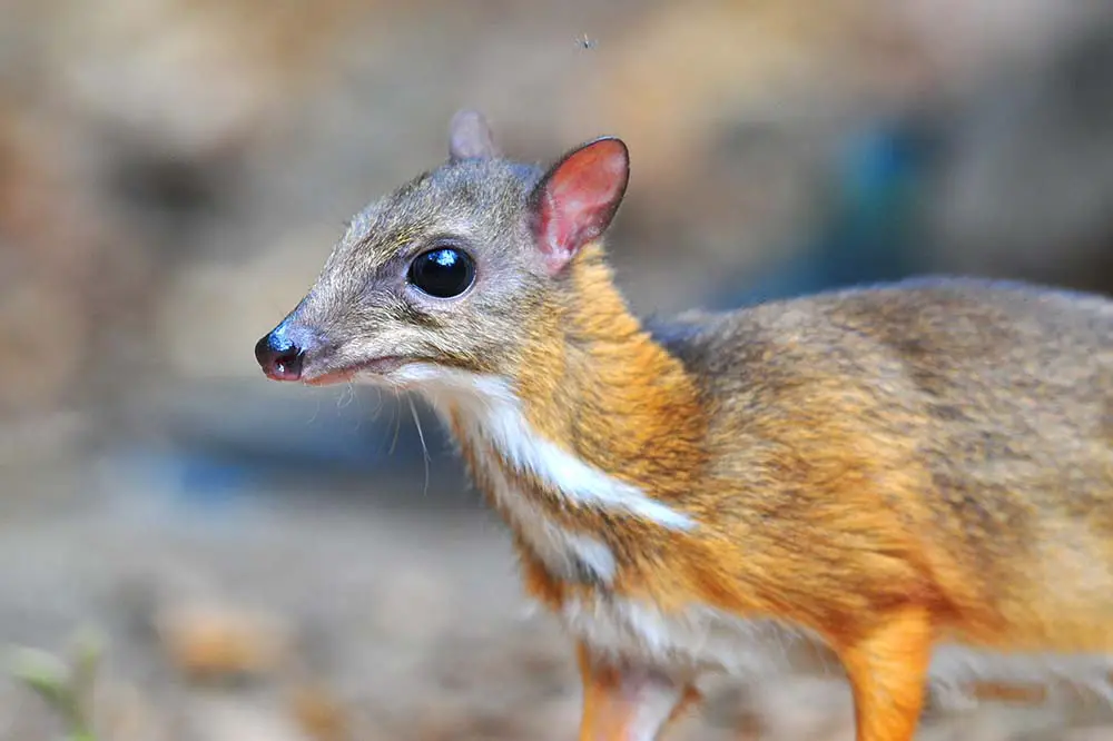 Close up of a mouse deer