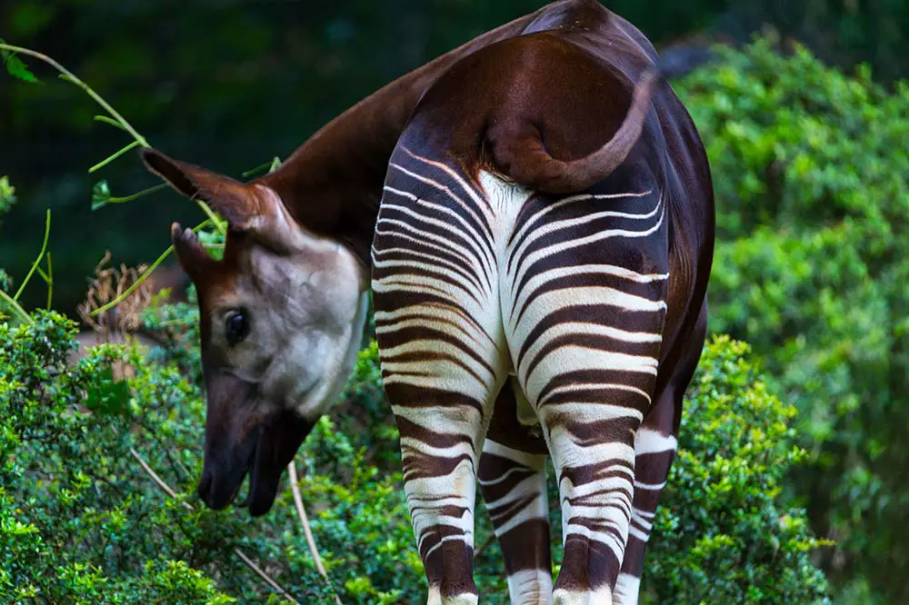 Okapi