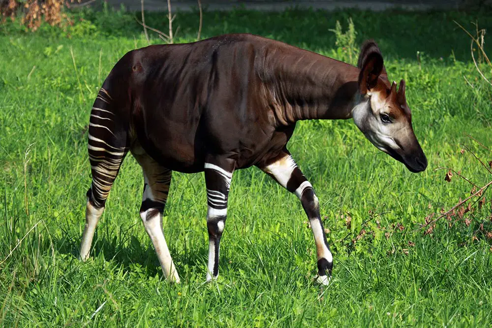 Okapi