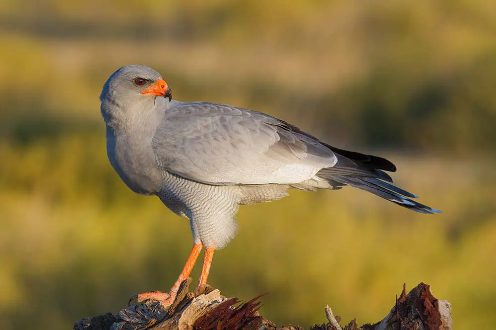 Pale Chanting Goshawk