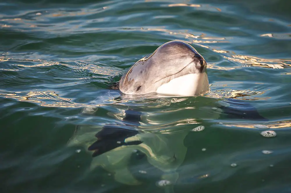 A happy porpoise