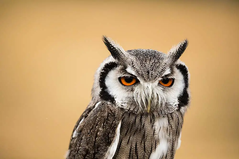 Portrait of a Scops owl with orange eyes
