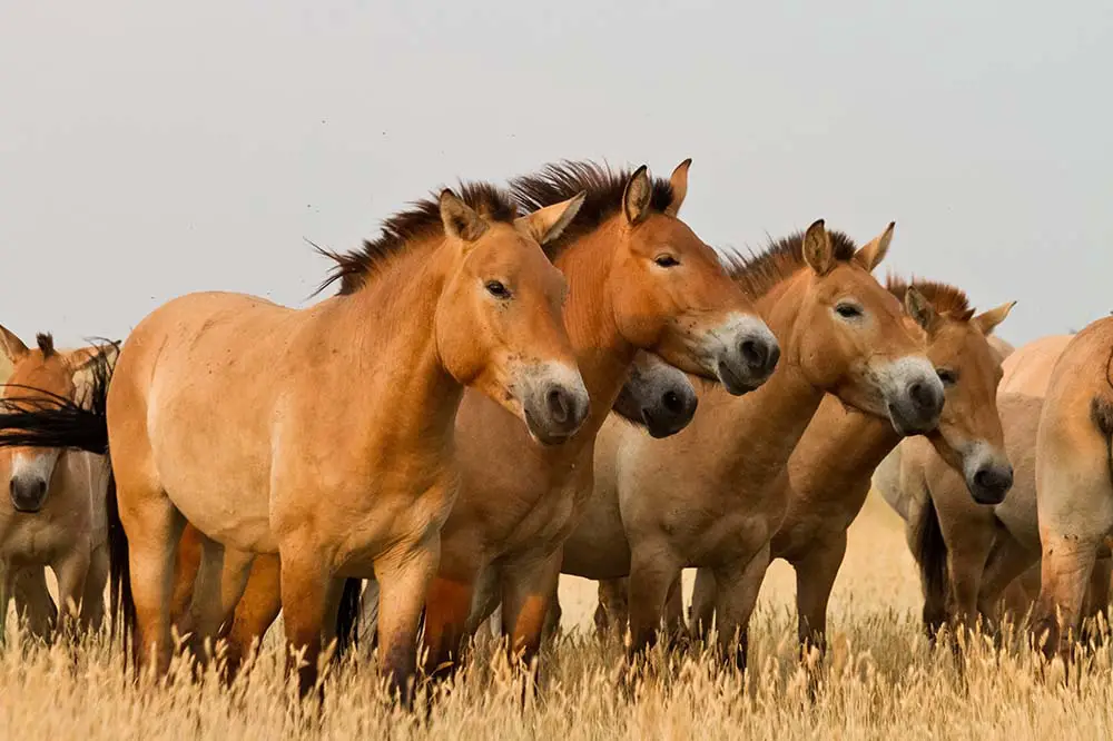 Przewalski's horses