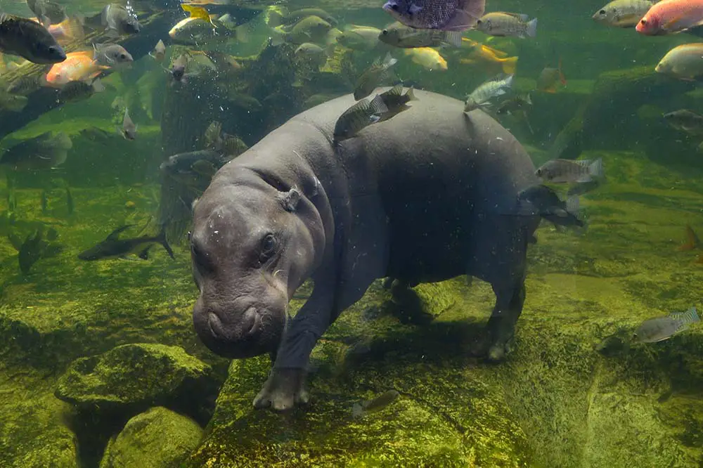 Pygmy hippopotamus underwater