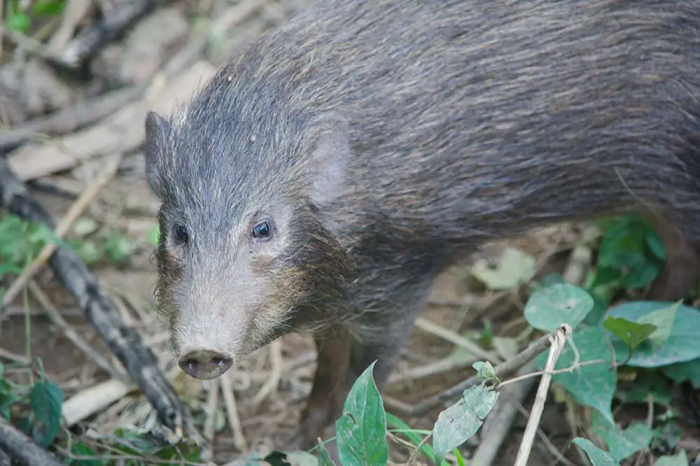 Pygmy hog