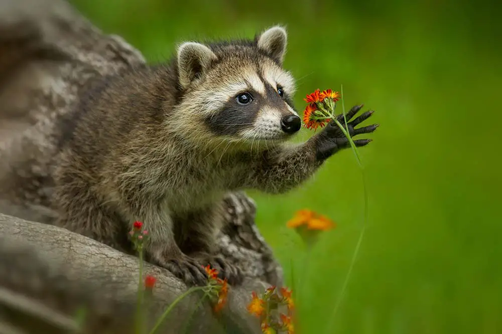 Raccoon in Minnesota