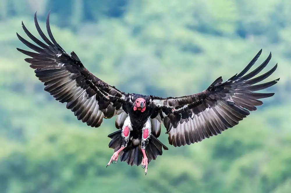 Red headed vulture with both wings open before landing