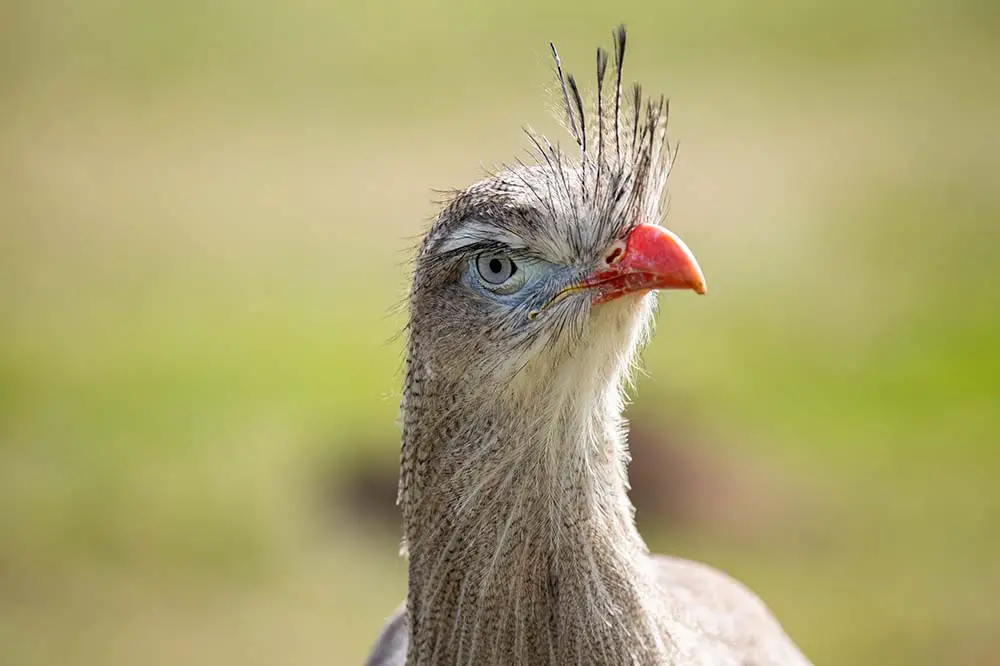 Red-legged seriema