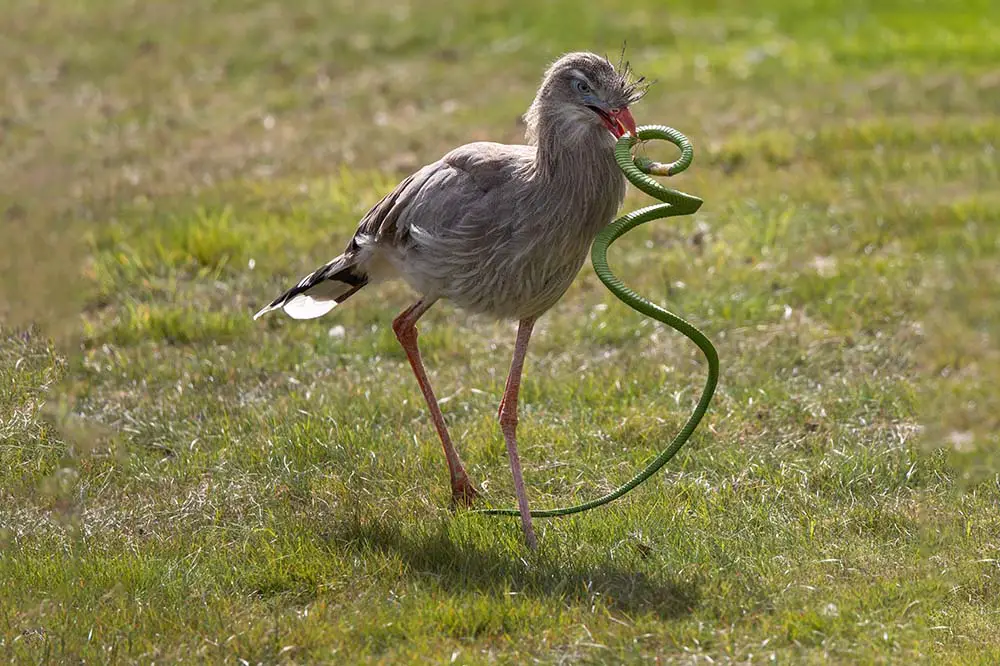 Red-legged seriema with a snake in its beak