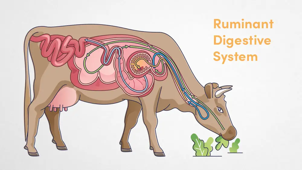 Illustration of the ruminant digestive system