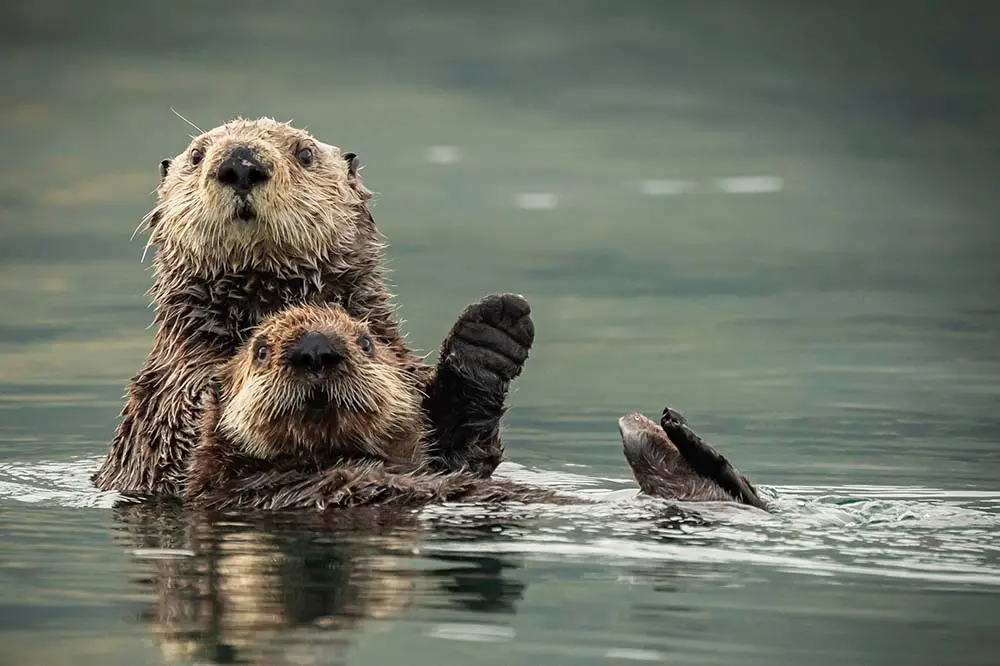 Sea otters in Kodiak, Alaska
