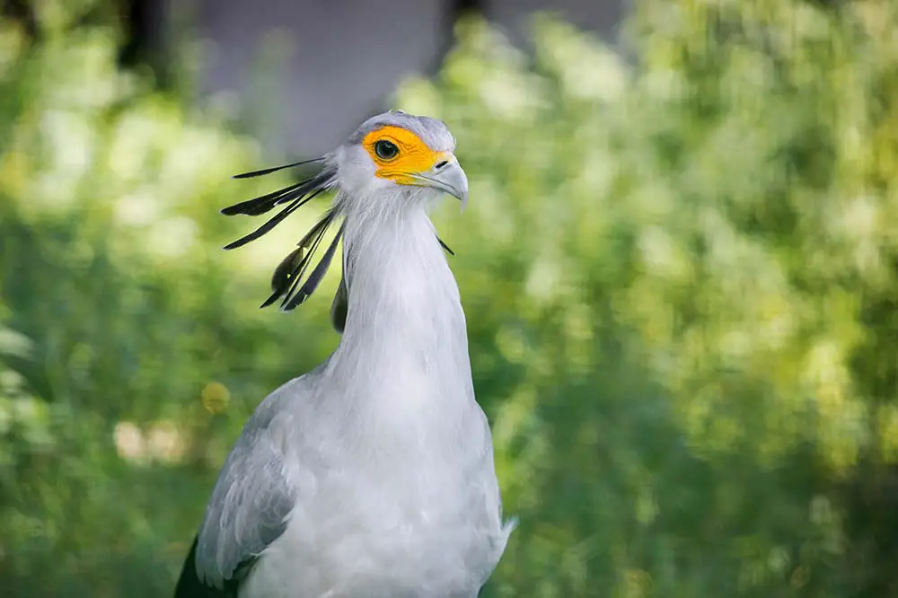 Secretary bird with yellow face