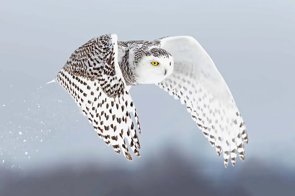 Snowy owl in Ottawa, Canada