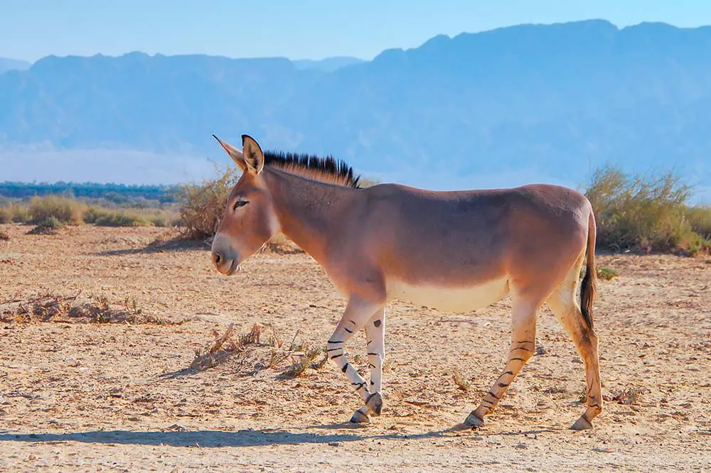 Somali wild ass near Eilat, Israel